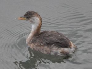 カイツブリ