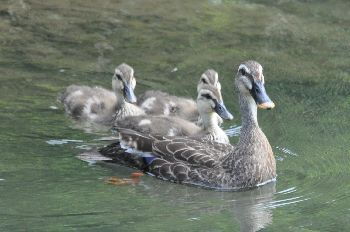 お気に入り1