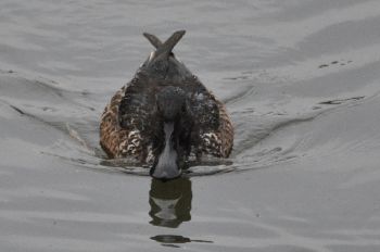 お気に入り1