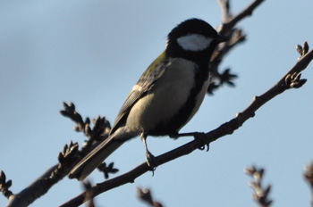 野鳥