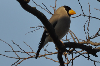 野鳥