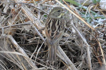 野鳥