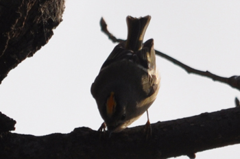 野鳥