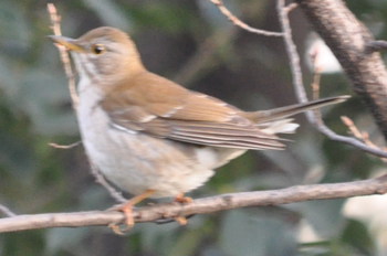 野鳥