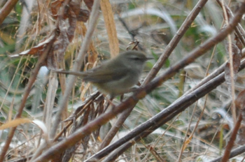 野鳥