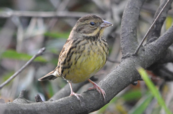 野鳥