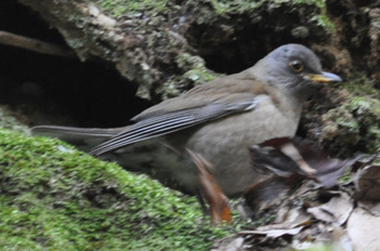 野鳥