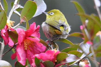 野鳥