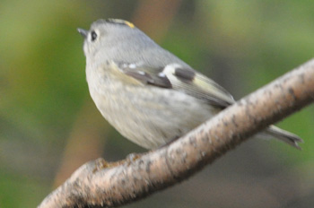 野鳥