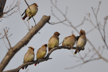 野鳥