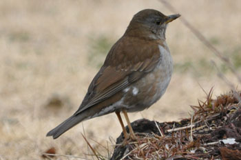 野鳥