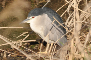 野鳥