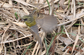 野鳥