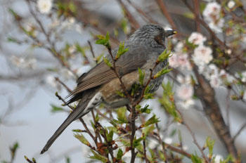野鳥