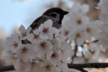 野鳥