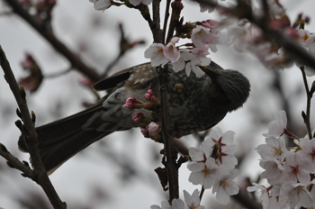 野鳥