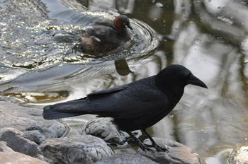 野鳥