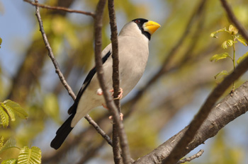 野鳥