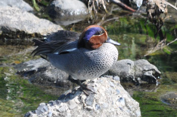 野鳥