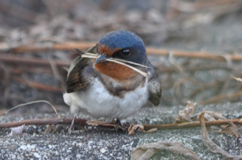 野鳥