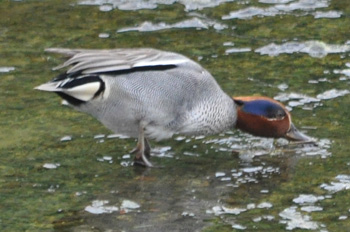 野鳥