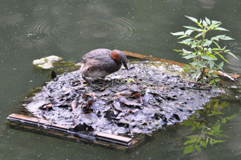 野鳥