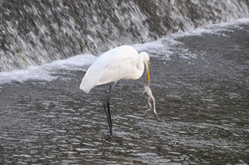 野鳥