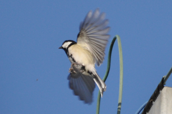 野鳥