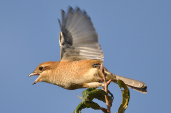 野鳥