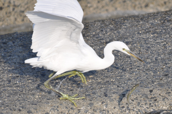 野鳥