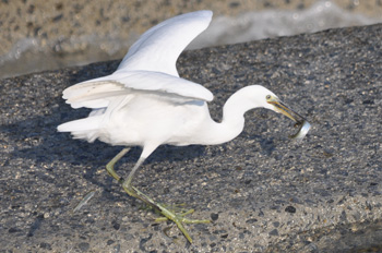 野鳥