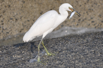 野鳥