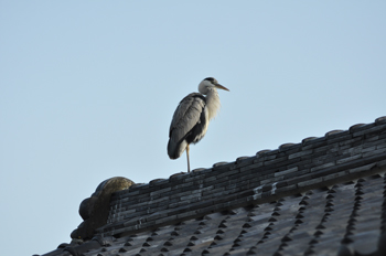 お気に入り1