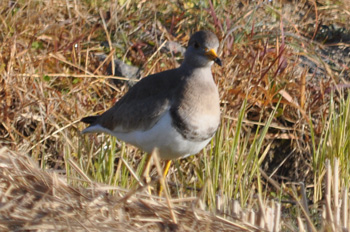 野鳥