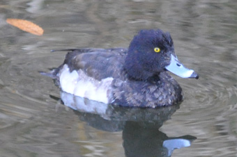 野鳥