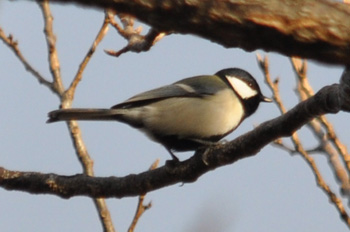 野鳥