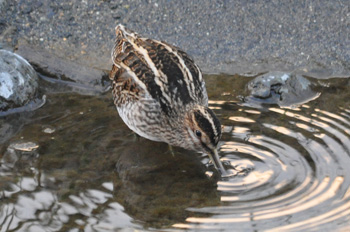 野鳥