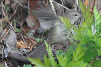 野鳥