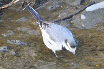 野鳥