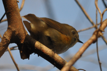 野鳥