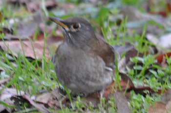 野鳥