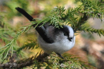 野鳥