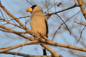 野鳥