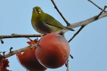 野鳥