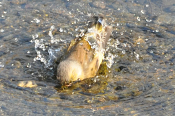 野鳥