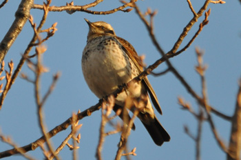 野鳥