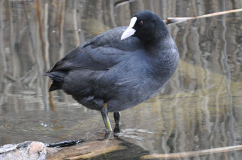 野鳥