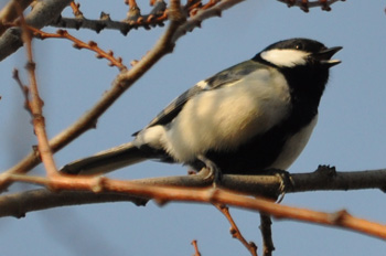 野鳥