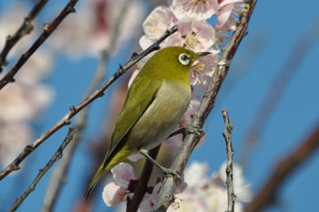 野鳥