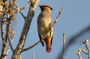 野鳥